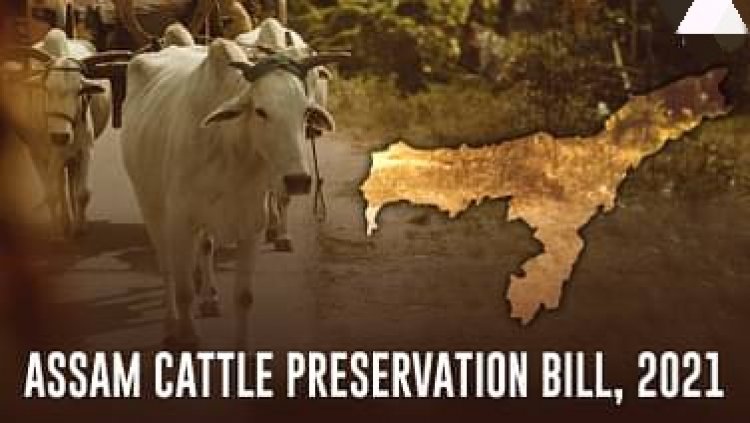 Government of Assam amends cow protection law to allow inter-district transport