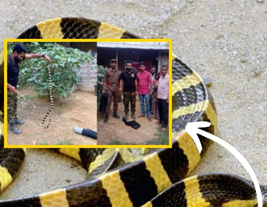 Wildlife conservationist Trikal Chakraborty and team rescue highly venomous banded Krait in Srikona