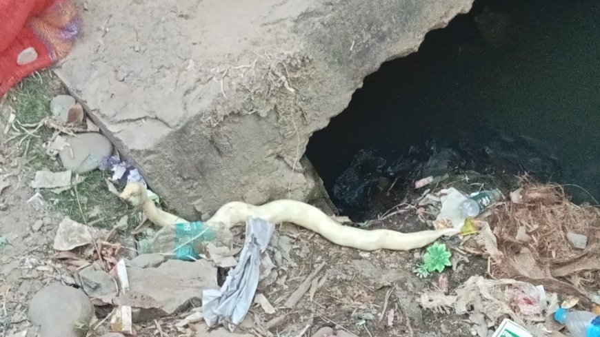 Rare white snake emerges  from underground in Silchar, heatwave possibly drives unseen species from underground