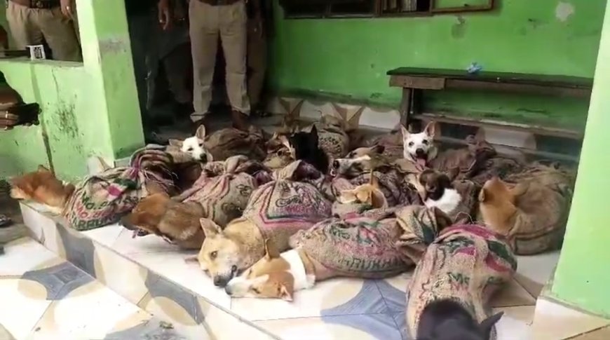 Three dog smugglers caught red-handed at Silchar ISBT