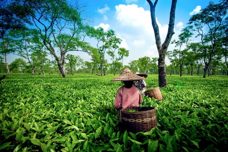 Research identifies new tea disease 'Leaf Necrosis'