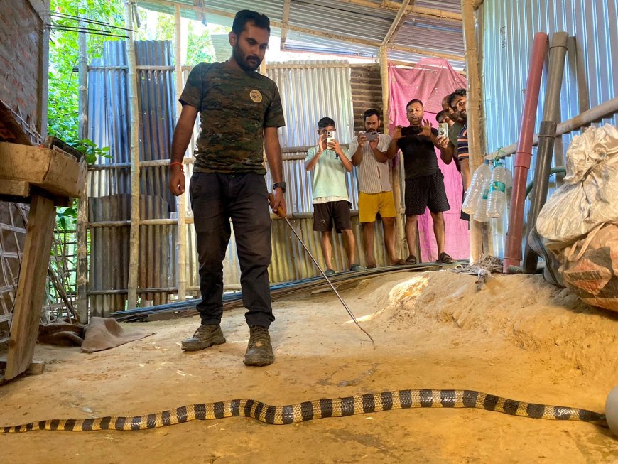 Record-breaking 7-8 Ft banded Krait rescued in Palangghat, Cachar